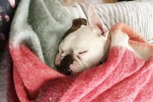 The wife of her husband, who died by accident, cried all day long, adopted a dog and got a smile: we are a family