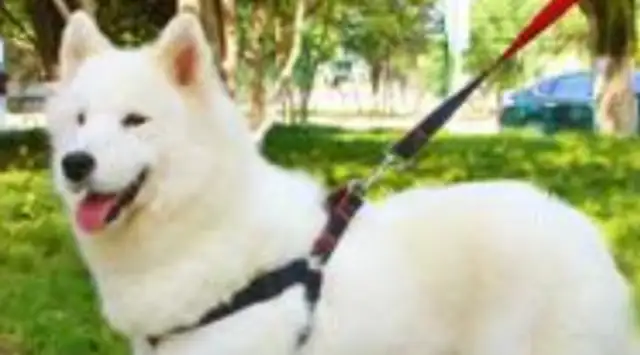 The man falsely claimed to have been bitten by a pet dog and demanded compensation from the dog owner