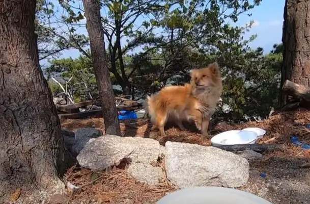 There's a stray dog on top of the mountain, who for two years has refused to go down the mountain, and the master has no heart, but he's loyal