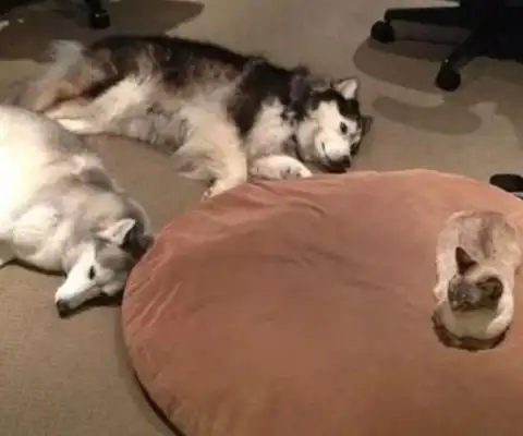 When the dog met the Meows, it became obvious. It was so funny
