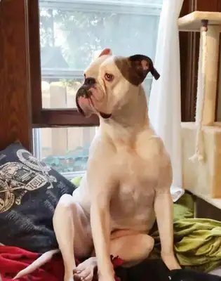 The wife of her husband, who died by accident, cried all day long, adopted a dog and got a smile: we are a family