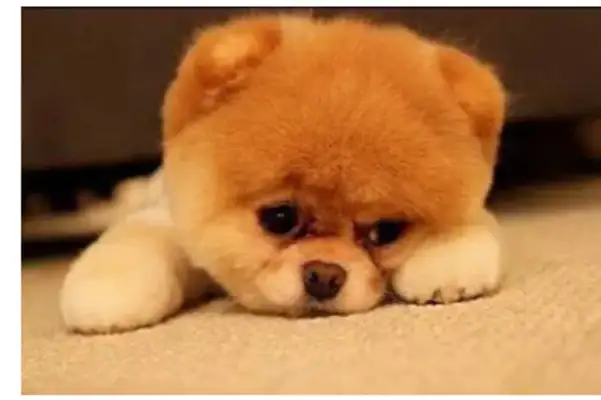 Do dogs like to be praised