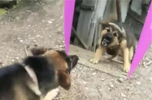 Dogs look in the mirror and think they find their mates, bark at them. Why can't they recognize themselves in the mirror