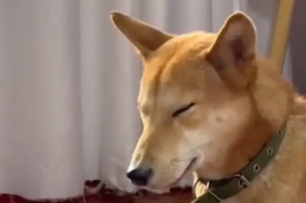 Master Sun, the dog was by the bed all night