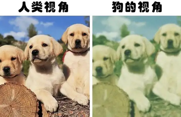 Dogs look in the mirror and think they find their mates, bark at them. Why can't they recognize themselves in the mirror
