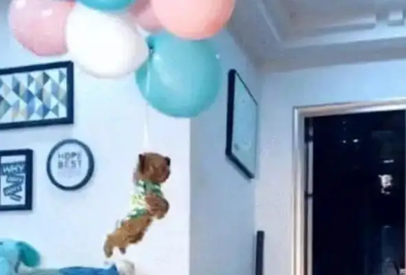 The master tied the balloon to Teddy, the dog was too light to be in the air, and he got excited: I'd fly