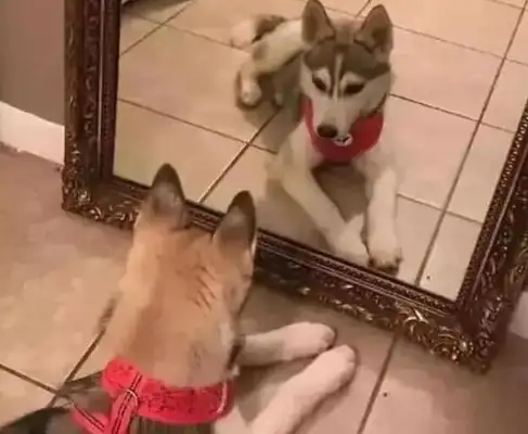 Dogs look in the mirror and think they find their mates, bark at them. Why can't they recognize themselves in the mirror