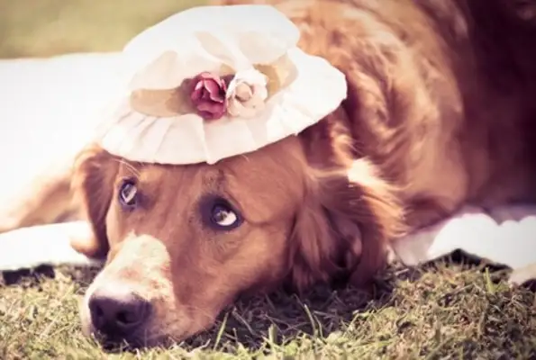 The government's handling dogs has caused many citizens to complain