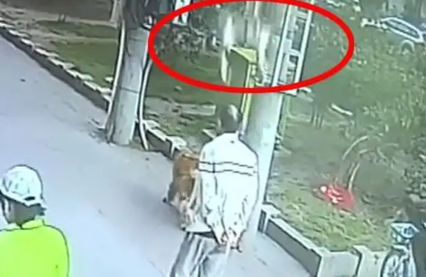 When a cat crashes in high altitude and hits a passing old man, the golden fur dog stops the cat involved. Points