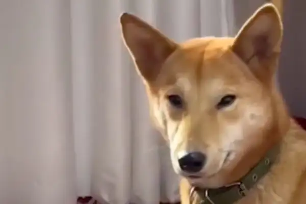 Master Sun, the dog was by the bed all night