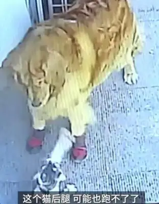 When a cat crashes in high altitude and hits a passing old man, the golden fur dog stops the cat involved. Points
