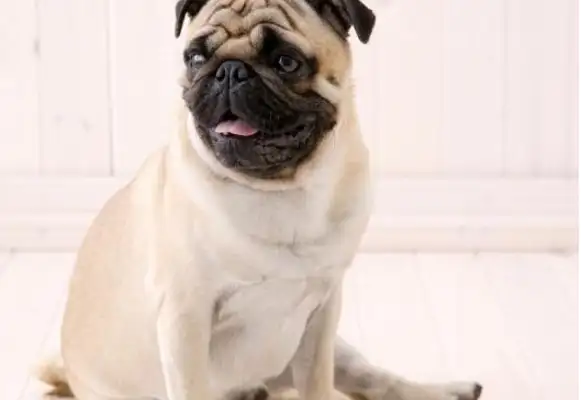 The government's handling dogs has caused many citizens to complain