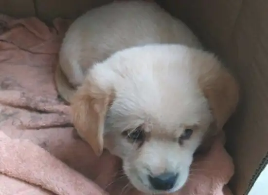 I found a stray dog on the street, and the little one looked away, hoping he'd be taken in