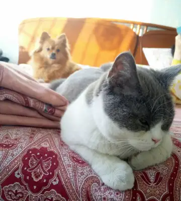 What kind of experience are cats and dogs
