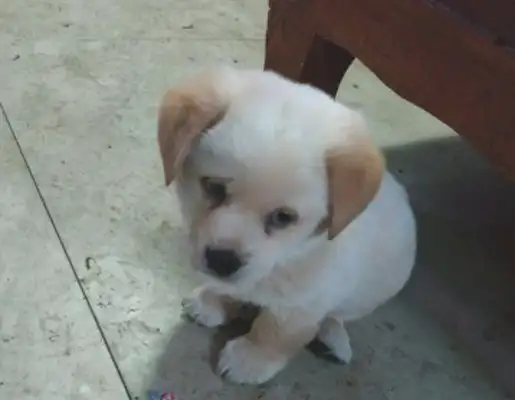 I found a stray dog on the street, and the little one looked away, hoping he'd be taken in