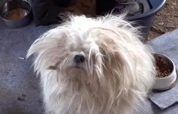 The girl took the wounded dog to the shelter, and when she was about to leave, the dog came after her