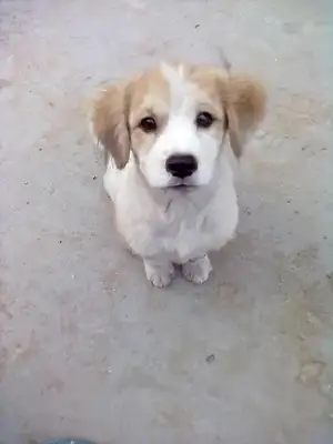 Poor dog wanders in the wild, comes by the driver, waits