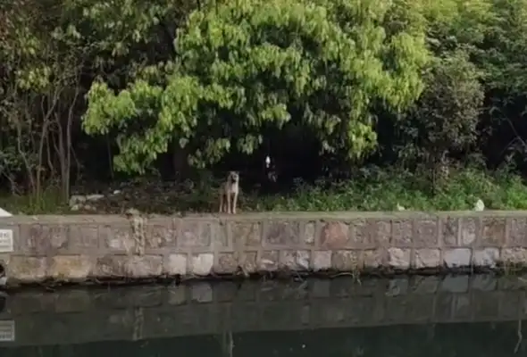 A good man rescues a water dog. He thinks he's a relief, but he's in a family dispute