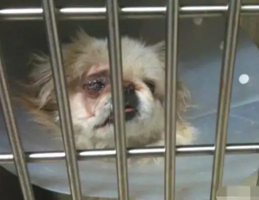 The hostess hates dogs. When the master gets out, the dog gets beaten up by mistake