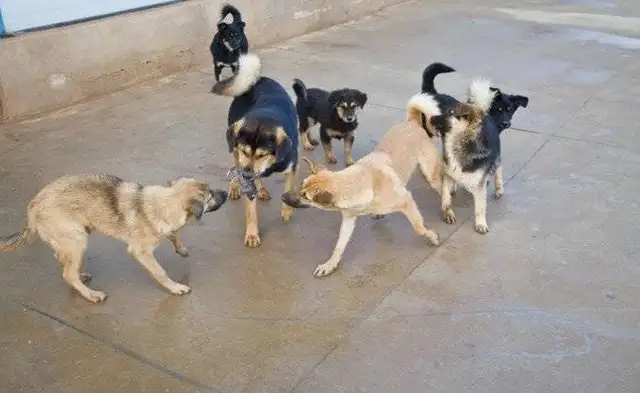 Poor dog wanders in the wild, comes by the driver, waits