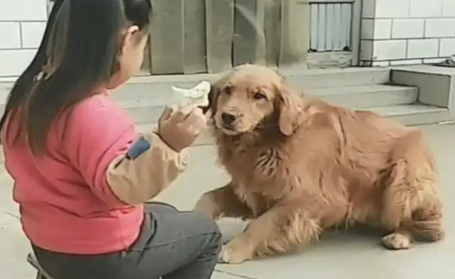 Smuggled food from a kid's hand. This dog's still very hot. Face