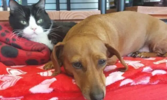 A crippled cat can't survive alone. The dog's got his service guaranteed. They've got a strange connection