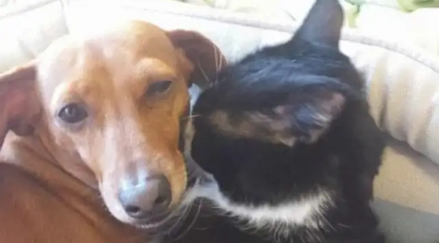 A crippled cat can't survive alone. The dog's got his service guaranteed. They've got a strange connection