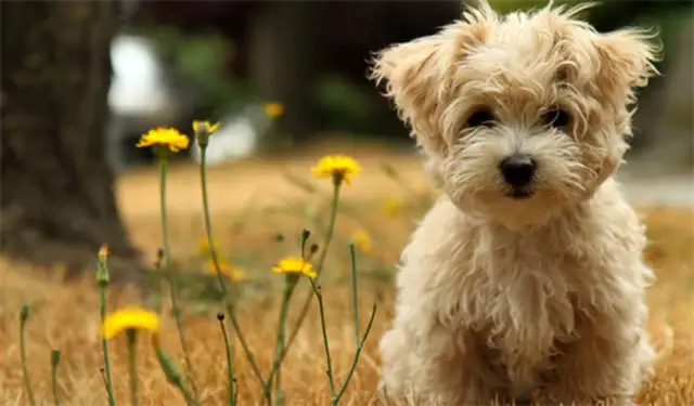 An old man in Xiamen died 26 days after being hit by a dog, and his family sued the owner for $440,000