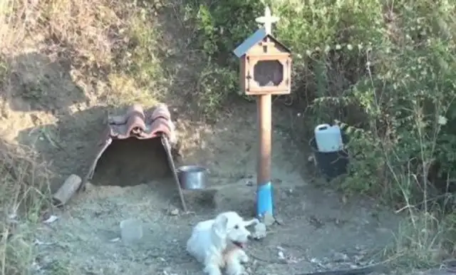 The dog's in trouble in 18th month. We can't make it