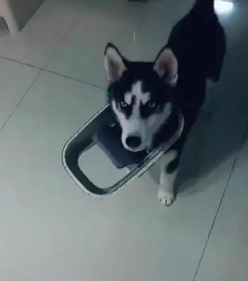 The master suddenly heard the dogs screaming on his lunch break