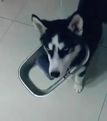 The master suddenly heard the dogs screaming on his lunch break