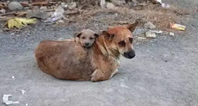 Do not abandon me again