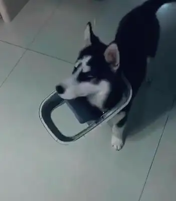 The master suddenly heard the dogs screaming on his lunch break