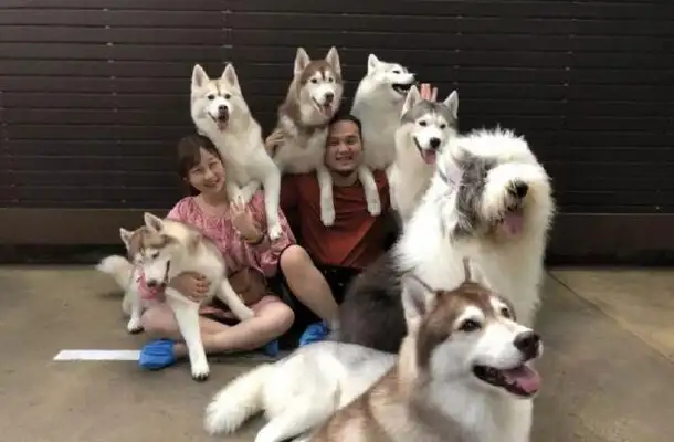 The master suddenly heard the dogs screaming on his lunch break