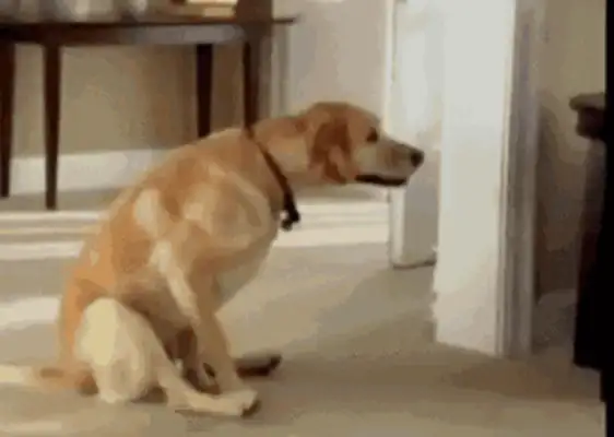 Why do dogs scratch their butts? For 30 million reasons, don't ignore it