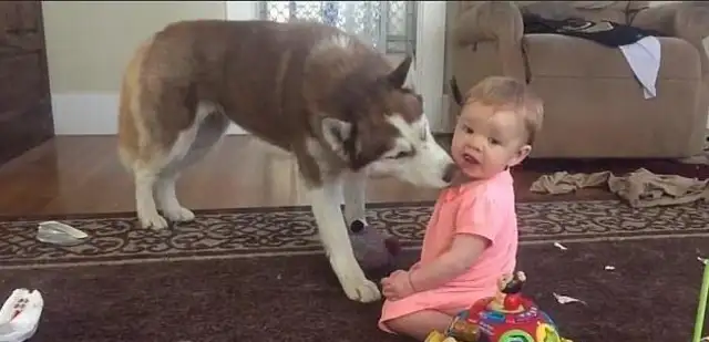The master suddenly heard the dogs screaming on his lunch break