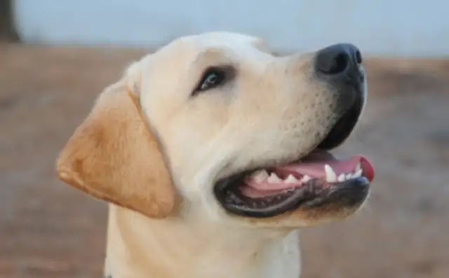 The dog went to the hospital with his master, turned into a troupe, and was active in comforting the tired medical staff
