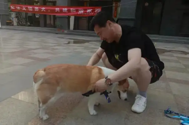 To hold the “civilist rope” as a civilized dogkeeper