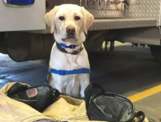 The dog went to the hospital with his master, turned into a troupe, and was active in comforting the tired medical staff
