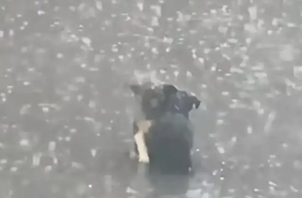 In the storm of stray dogs, we were saved