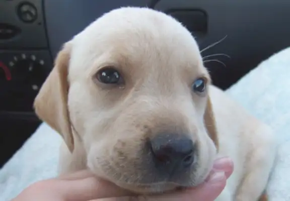 The dog went to the hospital with his master, turned into a troupe, and was active in comforting the tired medical staff