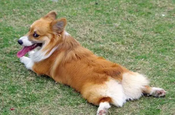 Why do dogs scratch their butts? For 30 million reasons, don't ignore it