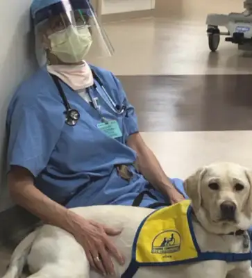The dog went to the hospital with his master, turned into a troupe, and was active in comforting the tired medical staff