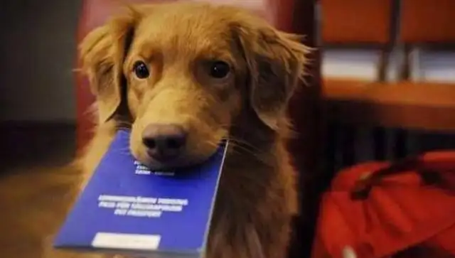 Alaskan plane! South flight: All documents, this is a psycho-comfort dog