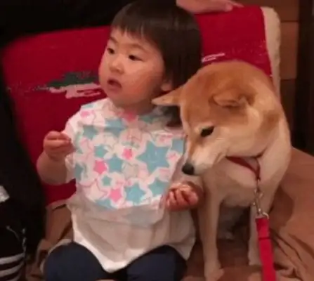 The little baby ate snacks for the dog, half-pushed the dog, and it's amazing: Hands