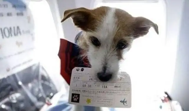Alaskan plane! South flight: All documents, this is a psycho-comfort dog