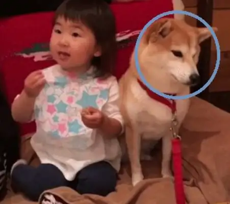 The little baby ate snacks for the dog, half-pushed the dog, and it's amazing: Hands