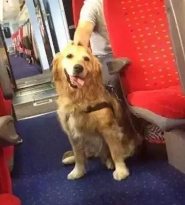 Alaskan plane! South flight: All documents, this is a psycho-comfort dog