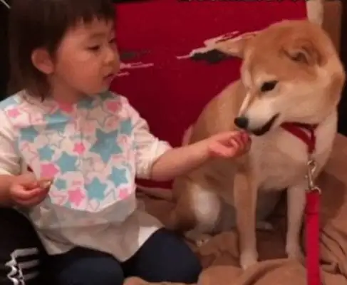 The little baby ate snacks for the dog, half-pushed the dog, and it's amazing: Hands