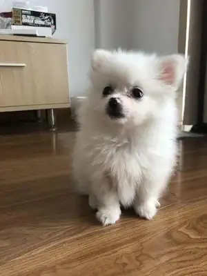The dog looked forward to dinner and found only two dog foods in the bowl
